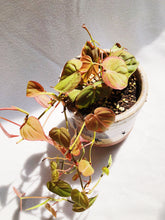 Load image into Gallery viewer, PHILODENDRON MICAN IN RUSTIC POT
