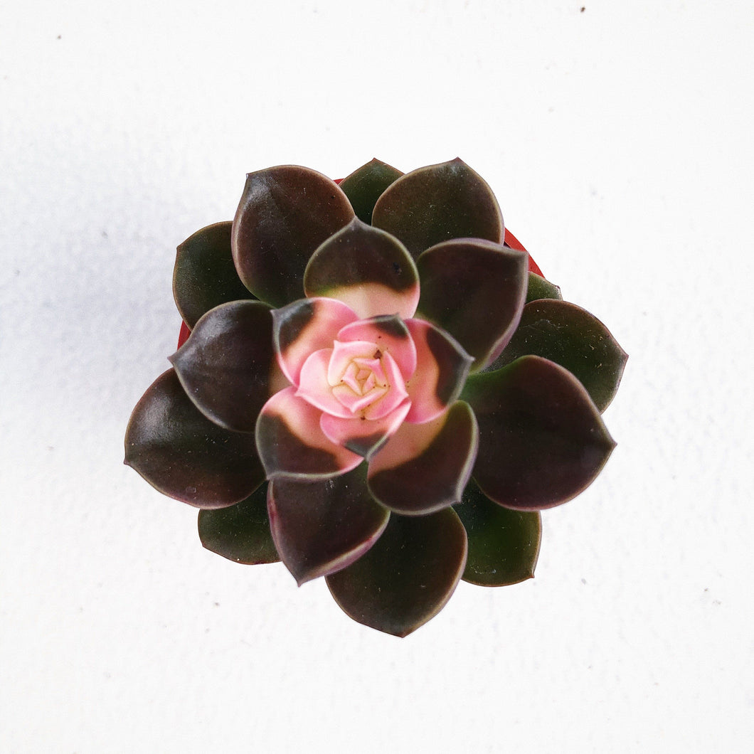ECHEVERIA MELACO berrykinn