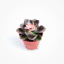Load image into Gallery viewer, ECHEVERIA MELACO berrykinn
