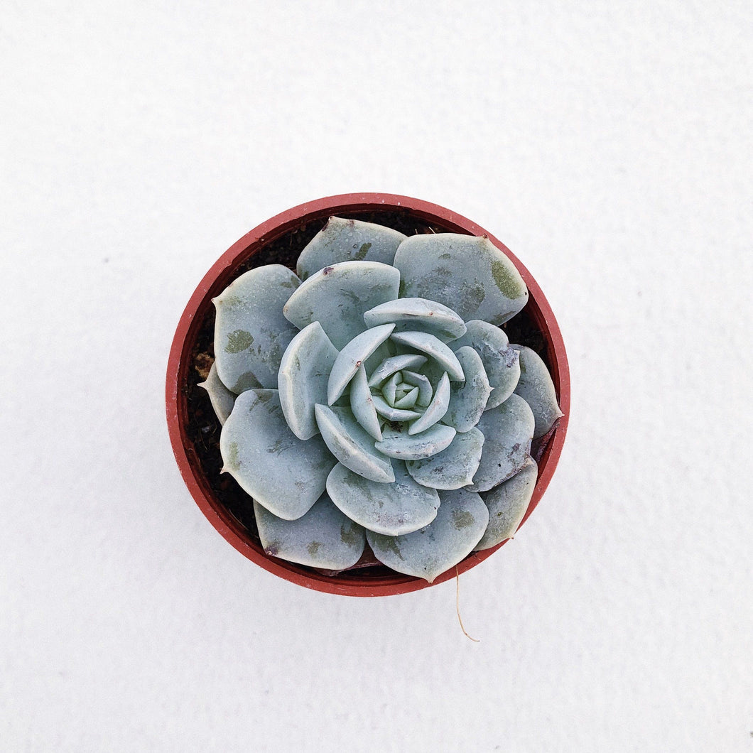 ECHEVERIA POLLUX berrykinn
