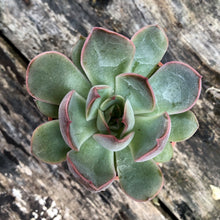 Load image into Gallery viewer, ECHEVERIA PULIDONIS berrykinn
