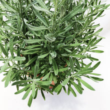 Load image into Gallery viewer, ENGLISH LAVENDER berrykinn
