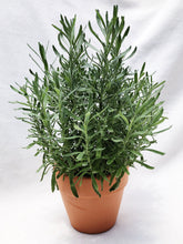 Load image into Gallery viewer, ENGLISH LAVENDER berrykinn
