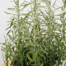 Load image into Gallery viewer, ENGLISH LAVENDER berrykinn
