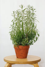 Load image into Gallery viewer, ENGLISH LAVENDER berrykinn
