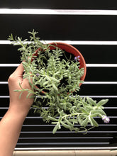 Load image into Gallery viewer, ENGLISH LAVENDER berrykinn
