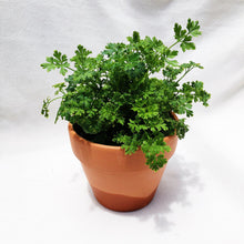 Load image into Gallery viewer, ENGLISH PARSLEY berrykinn
