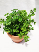 Load image into Gallery viewer, ENGLISH PARSLEY berrykinn
