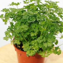 Load image into Gallery viewer, ENGLISH PARSLEY berrykinn
