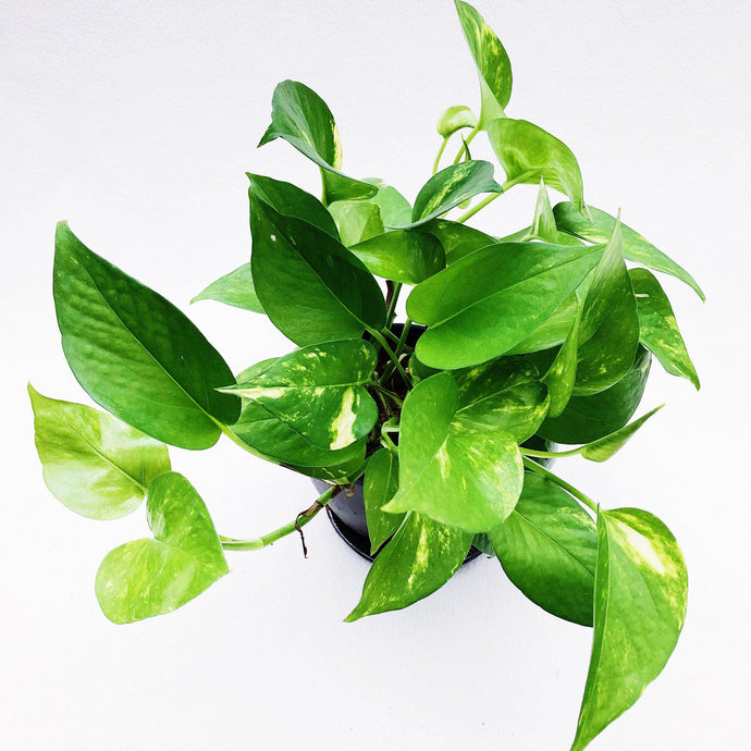 EPIPREMNUM AUREUM berrykinn