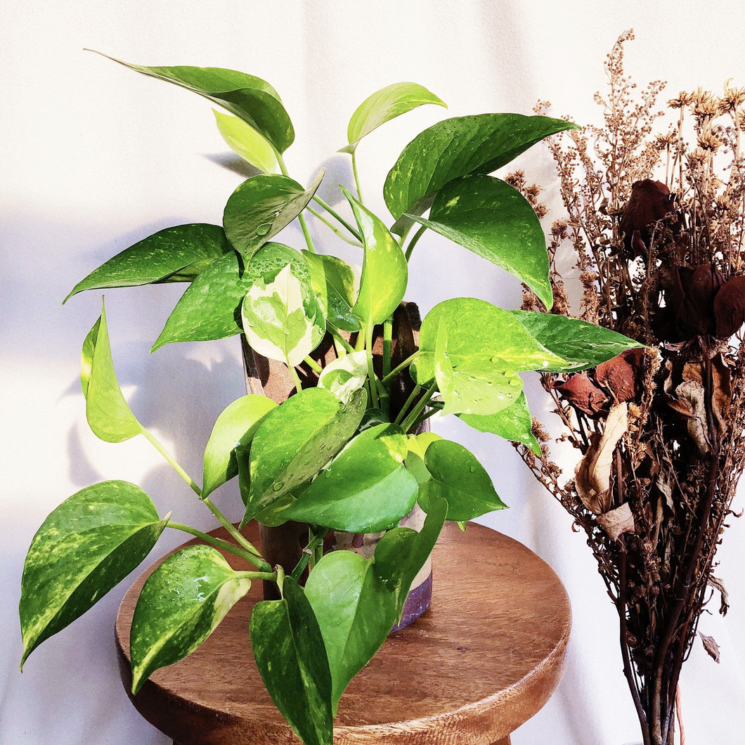 EPIPREMNUM IN KASSIM POT berrykinn