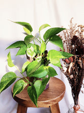 Load image into Gallery viewer, EPIPREMNUM IN KASSIM POT berrykinn
