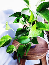 Load image into Gallery viewer, EPIPREMNUM IN KASSIM POT berrykinn
