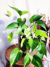 Load image into Gallery viewer, EPIPREMNUM IN KASSIM POT berrykinn
