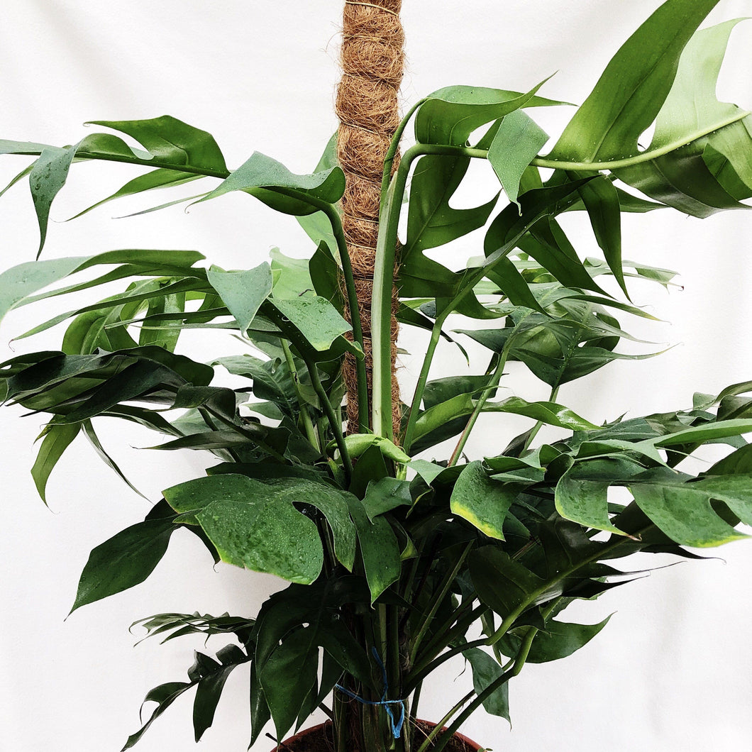EPIPREMNUM PINNATUM (XL) berrykinn