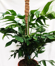 Load image into Gallery viewer, EPIPREMNUM PINNATUM (XL) berrykinn
