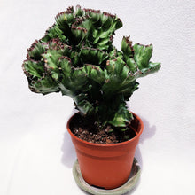 Load image into Gallery viewer, EUPHOPRBIA LACTEA CRISTATA berrykinn
