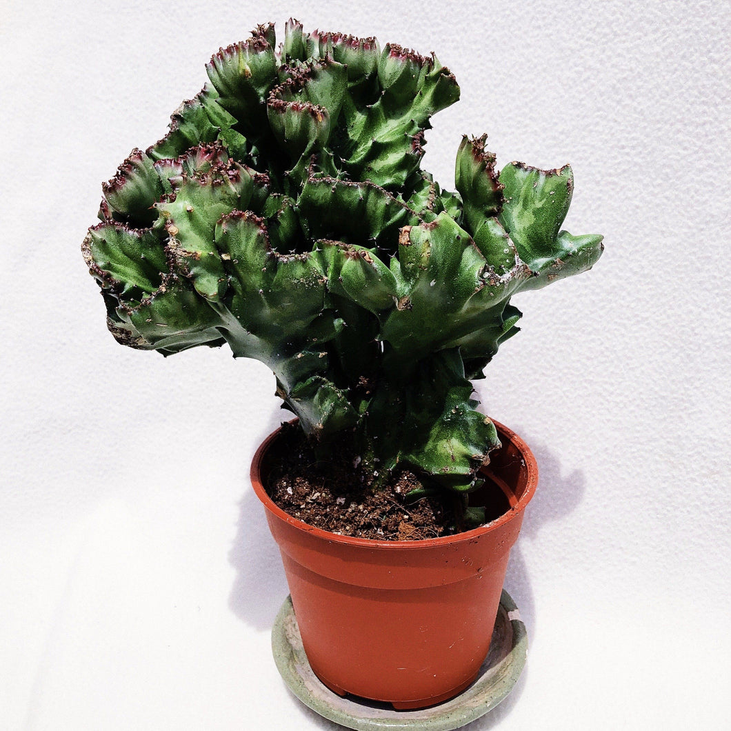 EUPHOPRBIA LACTEA CRISTATA berrykinn