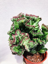 Load image into Gallery viewer, EUPHOPRBIA LACTEA CRISTATA berrykinn
