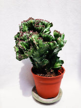 Load image into Gallery viewer, EUPHOPRBIA LACTEA CRISTATA berrykinn

