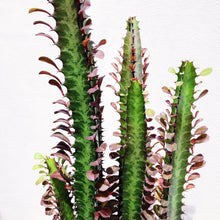 Load image into Gallery viewer, EUPHOPRBIA TRIGONA berrykinn
