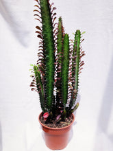 Load image into Gallery viewer, EUPHOPRBIA TRIGONA berrykinn
