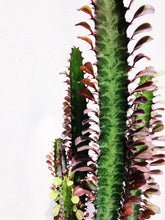 Load image into Gallery viewer, EUPHOPRBIA TRIGONA berrykinn
