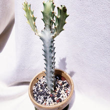 Load image into Gallery viewer, EUPHOPRBIA WHITE GHOST CACTUS IN MINI CLAY POTS berrykinn

