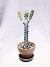 Load image into Gallery viewer, EUPHOPRBIA WHITE GHOST CACTUS IN MINI CLAY POTS berrykinn
