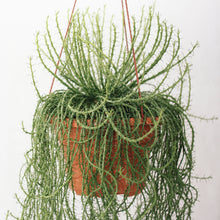 Load image into Gallery viewer, EUPHORBIA FLANAGANII berrykinn
