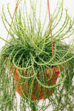Load image into Gallery viewer, EUPHORBIA FLANAGANII berrykinn
