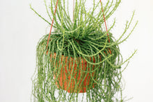 Load image into Gallery viewer, EUPHORBIA FLANAGANII berrykinn
