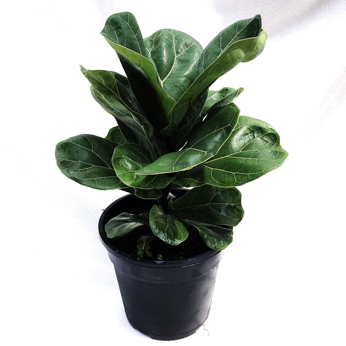 FICUS LYRATA FIDDLE FIG (XS-M) berrykinn