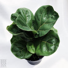 Load image into Gallery viewer, FICUS LYRATA FIDDLE FIG (XS-M) berrykinn
