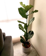 Load image into Gallery viewer, FICUS LYRATA FIDDLE FIG (XS-M) berrykinn
