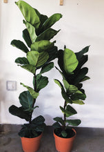 Load image into Gallery viewer, FICUS LYRATA FIDDLE FIG berrykinn
