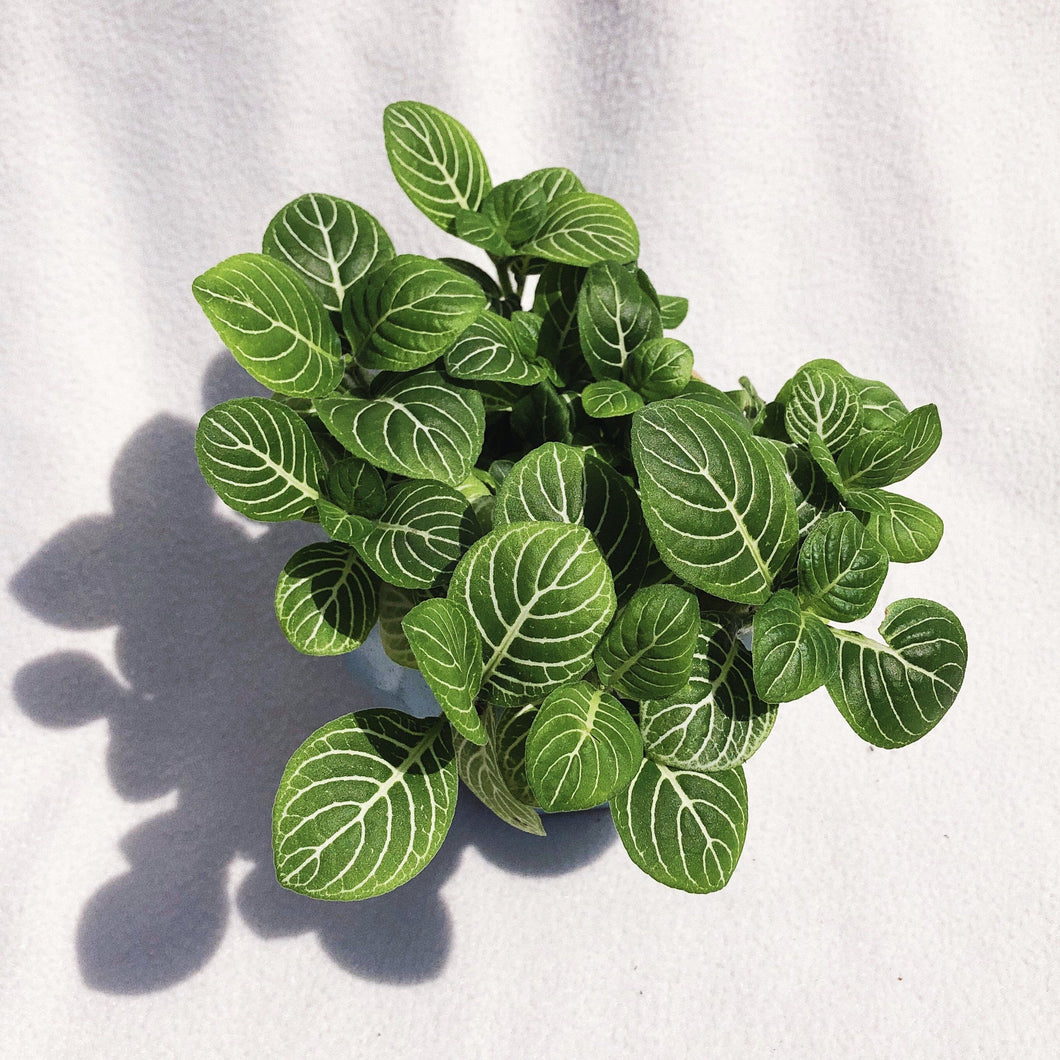 FITTONIA (NERVE PLANT) berrykinn