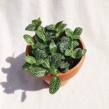 Load image into Gallery viewer, FITTONIA (NERVE PLANT) berrykinn
