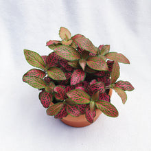 Load image into Gallery viewer, FITTONIA (NERVE PLANT) berrykinn
