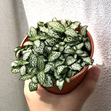 Load image into Gallery viewer, FITTONIA (NERVE PLANT) berrykinn
