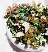 Load image into Gallery viewer, Fittonia Arrangement berrykinn
