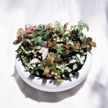 Load image into Gallery viewer, Fittonia Arrangement berrykinn
