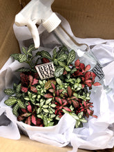 Load image into Gallery viewer, Fittonia Arrangement berrykinn
