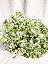Load image into Gallery viewer, GERANIUM ARALIA (POLYSCIAS GUILFOYLEI) berrykinn
