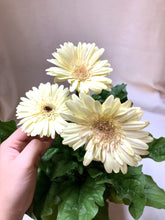 Load image into Gallery viewer, GERBERA DAISY berrykinn
