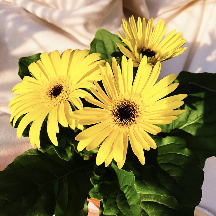 GERBERA DAISY berrykinn