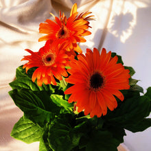 Load image into Gallery viewer, GERBERA DAISY berrykinn
