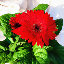 Load image into Gallery viewer, GERBERA DAISY berrykinn
