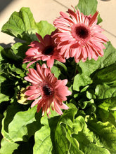 Load image into Gallery viewer, GERBERA DAISY berrykinn
