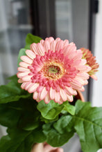 Load image into Gallery viewer, GERBERA DAISY berrykinn
